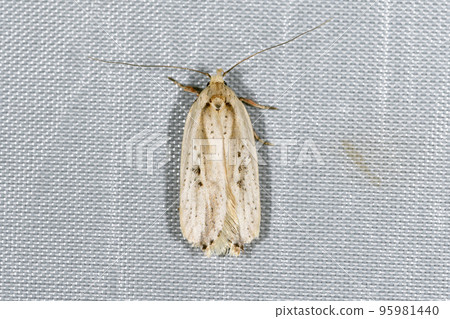 Urabenihiratamaruhakibaga (Hokkaido, Shiretoko) Urabenihiratamaruhakibaga (Hokkaido, Shiretoko) 95981440