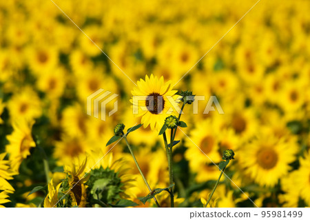 高大的向日葵 95981499