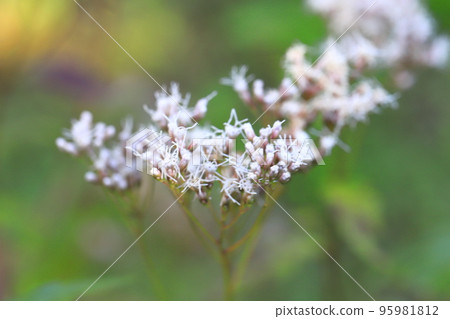 Fujibakama flower Fujibakama flower 95981812