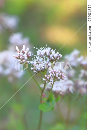 Fujibakama flower Fujibakama flower 95981813