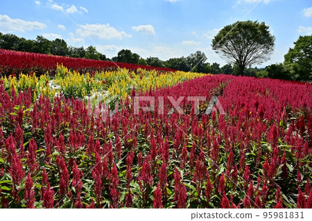 Blue sky and white clouds in the feathered cockscomb flower field blooming in the forest park 95981831