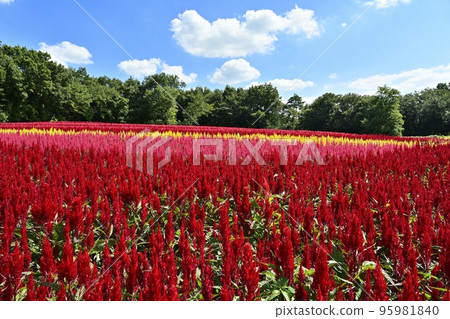 Blue sky and white clouds in the feathered cockscomb flower field blooming in the forest park 95981840