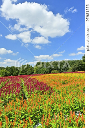 Blue sky and white clouds in the feathered cockscomb flower field blooming in the forest park Blue sky and white clouds in the feathered cockscomb flower field blooming in the forest park 95981853