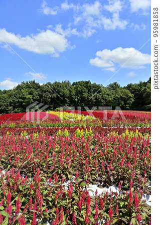Blue sky and white clouds in the feathered cockscomb flower field blooming in the forest park 95981858