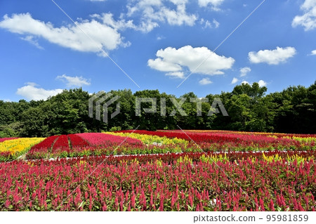 Blue sky and white clouds in the feathered cockscomb flower field blooming in the forest park Blue sky and white clouds in the feathered cockscomb flower field blooming in the forest park 95981859