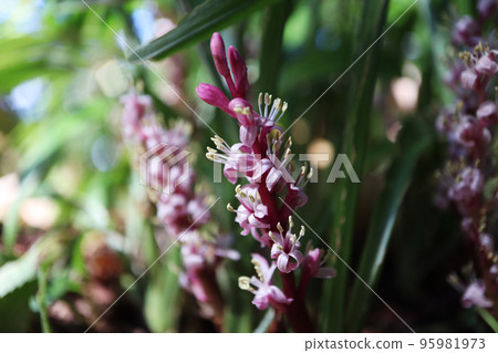 Kichijousou 95981973