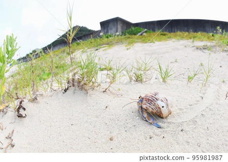 Murasaki Okayadoceri Murasaki Okayadoceri 95981987