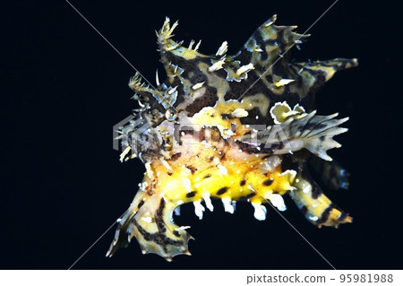 Hana Okose Hana Okose 95981988