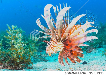 Hanturkey魚 95981998