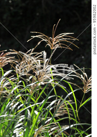 Sunlit pampas grass ears 95982002