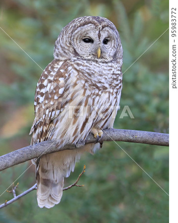 Barred Owl standing on a tree branch with green background, Quebec, Canada Barred Owl standing on a tree branch with green background, Quebec, Canada 95983772