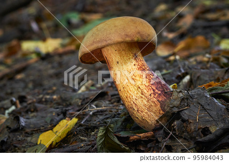 Suillellus mendax Suillellus mendax 95984043