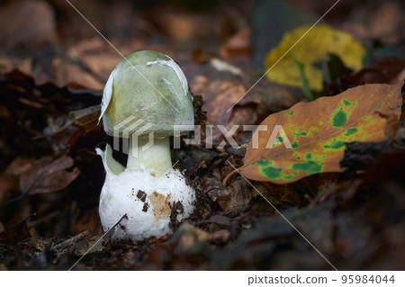 Amanita phalloides Amanita phalloides 95984044