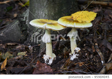 Amanita phalloides 95984045