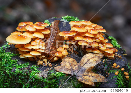 Flammulina velutipes 95984049