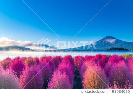 [Mount Fuji material] Kochia with autumn leaves and Mount Fuji seen from Lake Kawaguchi in the morning [Yamanashi Prefecture] 95984050