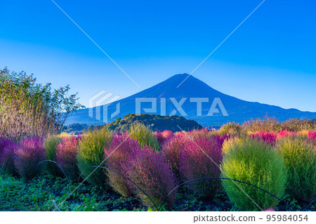 [Mount Fuji material] Kochia with autumn leaves and Mount Fuji seen from Lake Kawaguchi in the morning [Yamanashi Prefecture] 95984054