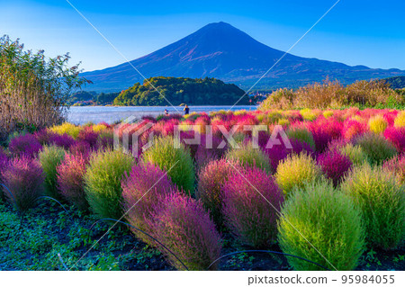 [富士山素材]早上從河口湖看到的秋葉地膚和富士山[山梨縣] 95984055