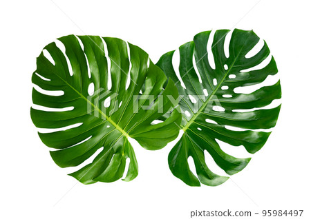 Monstera leaves leaves with Isolate on white background Leaves on white 95984497