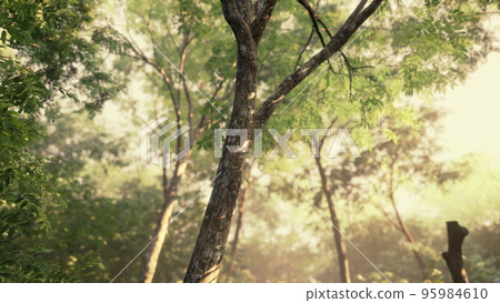 Colorful mystical forest with sun ray and lens flare at morning 95984610
