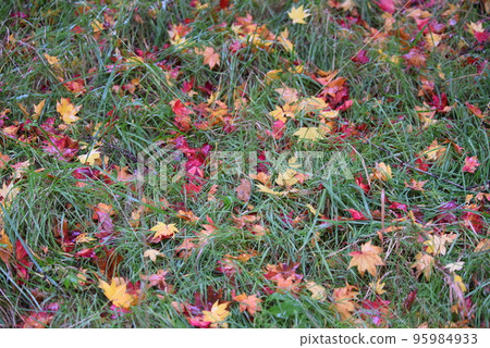 大風過後的第二天 大風過後的第二天 95984933