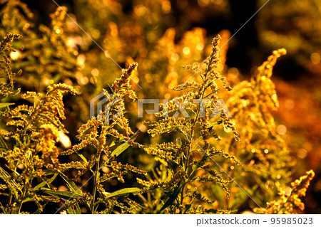Goldenrod in the morning sun 95985023