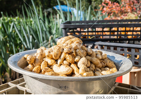 Peanuts after harvesting and washing 95985513