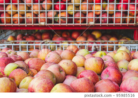 Processing apples 95985516