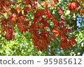 紅葉 95985612