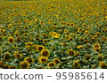 注意向日葵 95985614