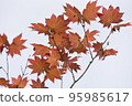 楓葉 95985617