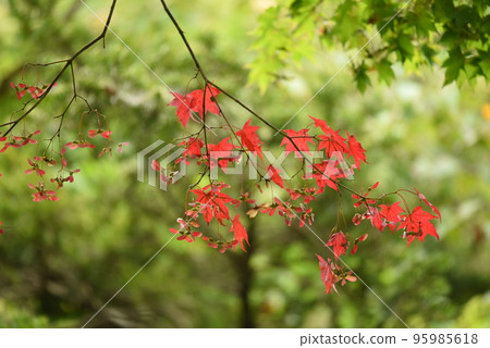 紅葉與花 紅葉與花 95985618