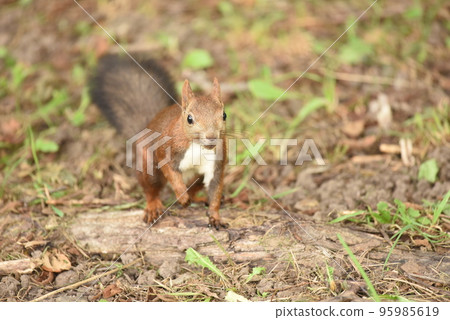 姿勢 姿勢 95985619