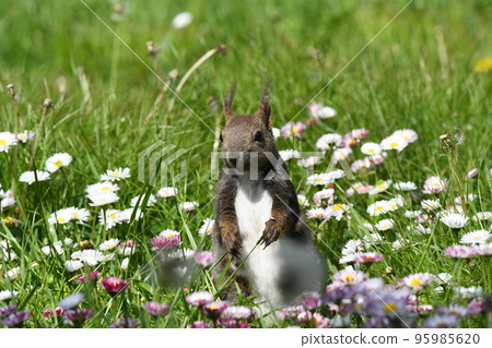 還是冬天的耳朵 還是冬天的耳朵 95985620