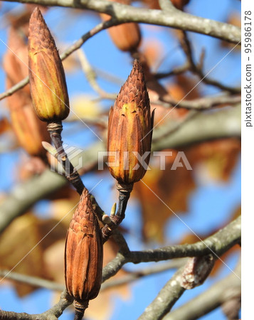 Liriodendron fruit (autumn state) Liriodendron fruit (autumn state) 95986178