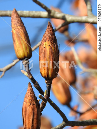 Liriodendron fruit (autumn state) 95986179