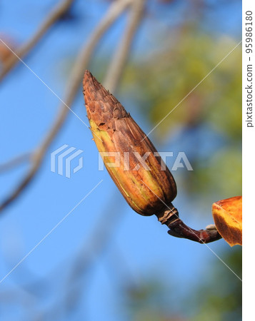 Liriodendron fruit (autumn state) 95986180