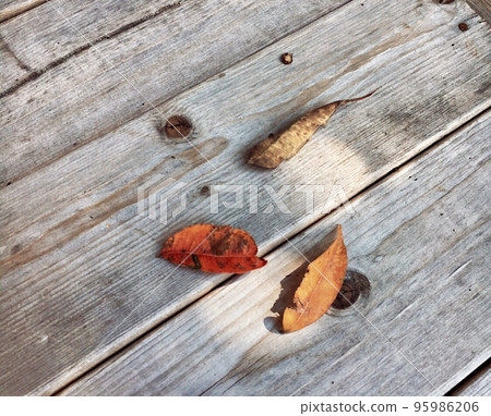 Fallen leaves found in the autumn park 95986206