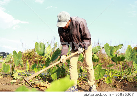 Senior man plowing with a hoe 95986307