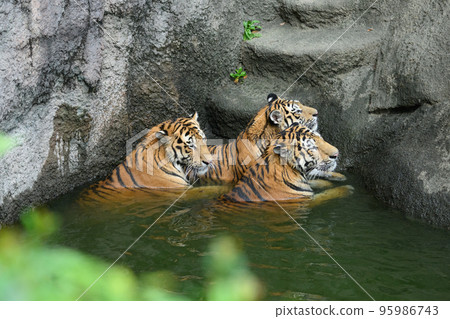 Three brothers and sisters of the Amur tiger resting by the water Three brothers and sisters of the Amur tiger resting by the water 95986743