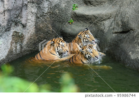 Three brothers and sisters of the Amur tiger resting by the water Three brothers and sisters of the Amur tiger resting by the water 95986744