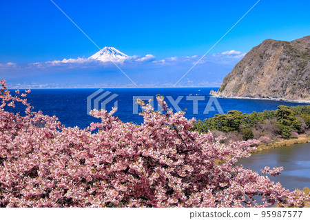 Mount Fuji seen over Suruga Bay from Ida Pass with Kawazu cherry blossoms Mount Fuji seen over Suruga Bay from Ida Pass with Kawazu cherry blossoms 95987577