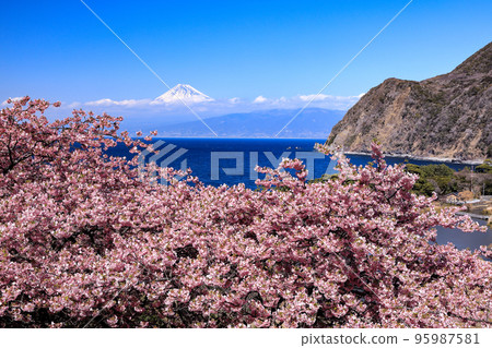 Mount Fuji seen over Suruga Bay from Ida Pass with Kawazu cherry blossoms Mount Fuji seen over Suruga Bay from Ida Pass with Kawazu cherry blossoms 95987581