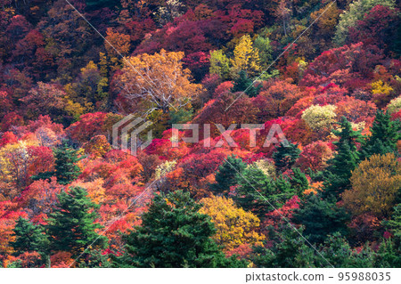 《福島縣》紅葉的原始森林・秋天萬代吾妻天際線 95988035