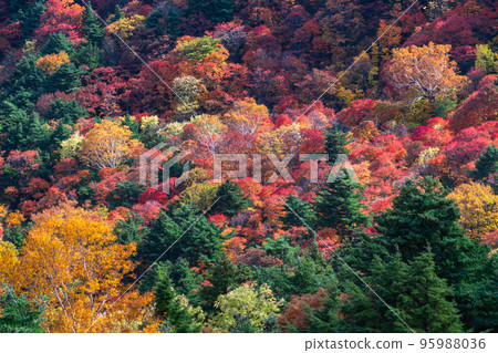 《Fukushima Prefecture》A primeval forest of autumn leaves・Autumn Bandai Azuma Skyline 95988036