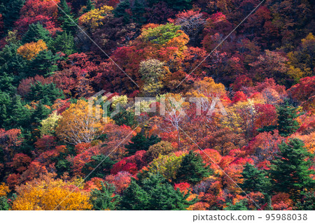 《Fukushima Prefecture》A primeval forest of autumn leaves・Autumn Bandai Azuma Skyline 95988038