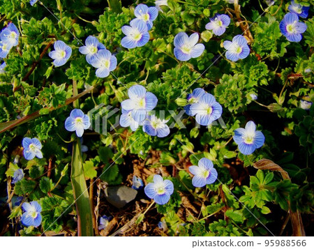 Flower of the dog Flower of the dog 95988566