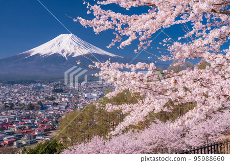 【山梨縣】富士山櫻花盛開，春天的新倉山淺間公園 95988660