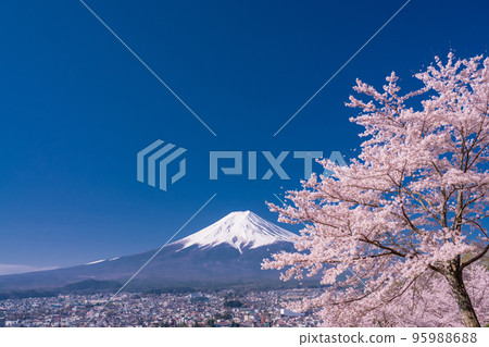 [Yamanashi Prefecture] Mt. Fuji and cherry blossoms in full bloom at Arakurayama Sengen Park in spring 95988688