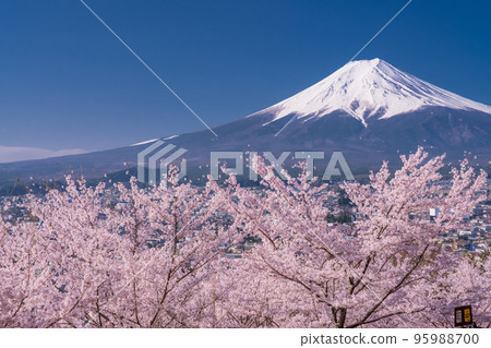 【山梨縣】富士山櫻花盛開，春天的新倉山淺間公園 95988700